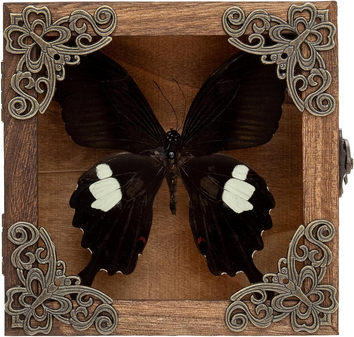 Taxidermy Butterfly Shadow Box
