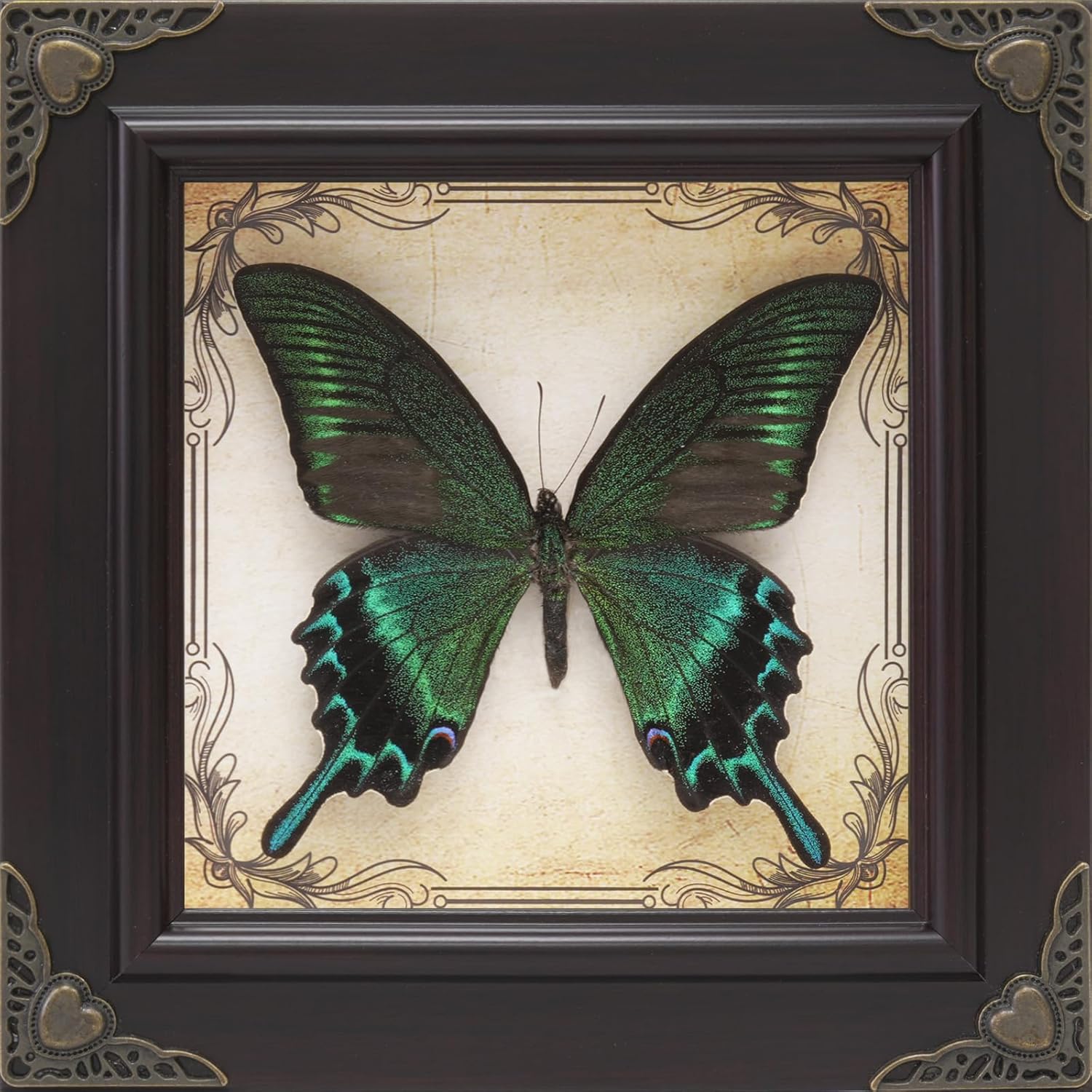 Real Framed Butterfly Gift Set