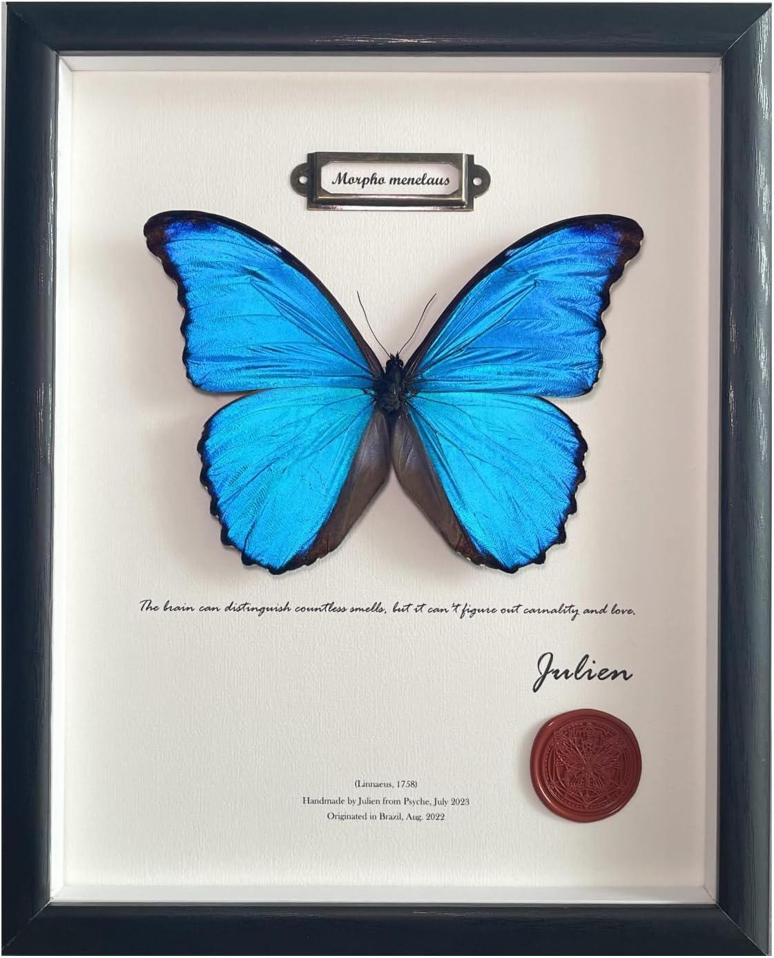 Real Blue Morpho Butterfly Shadow Box