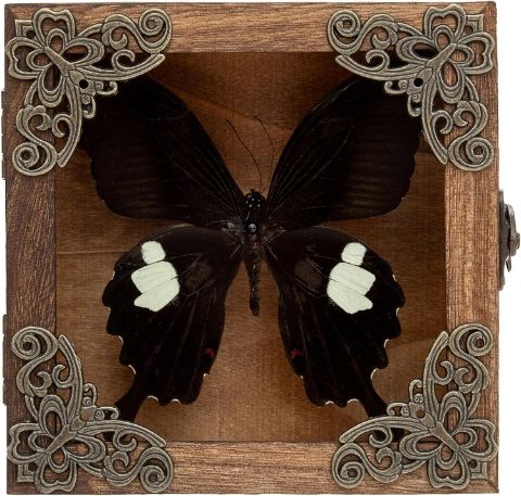 Taxidermy Butterfly Shadow Box