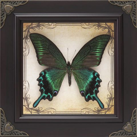 Real Framed Butterfly Gift Set