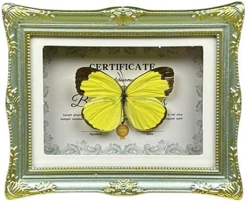 Real Butterfly Shadow Box, Handmade