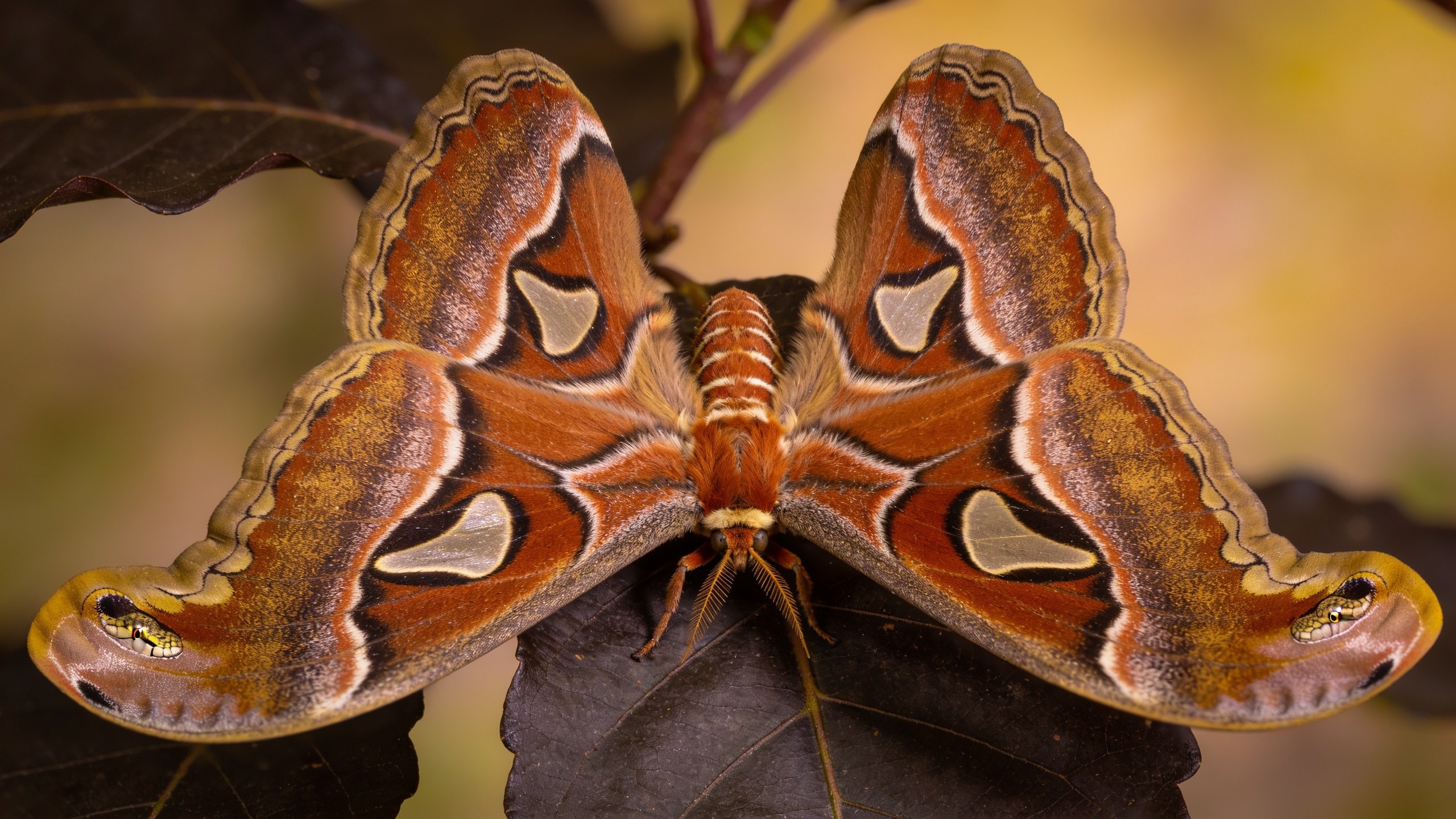 An Atlas moth with wings fully spread, showing snake-head wingtip patterns