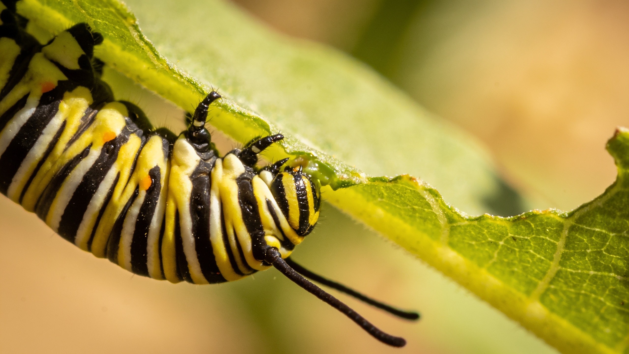 A monarch caterpillar eating a milkweed leaf