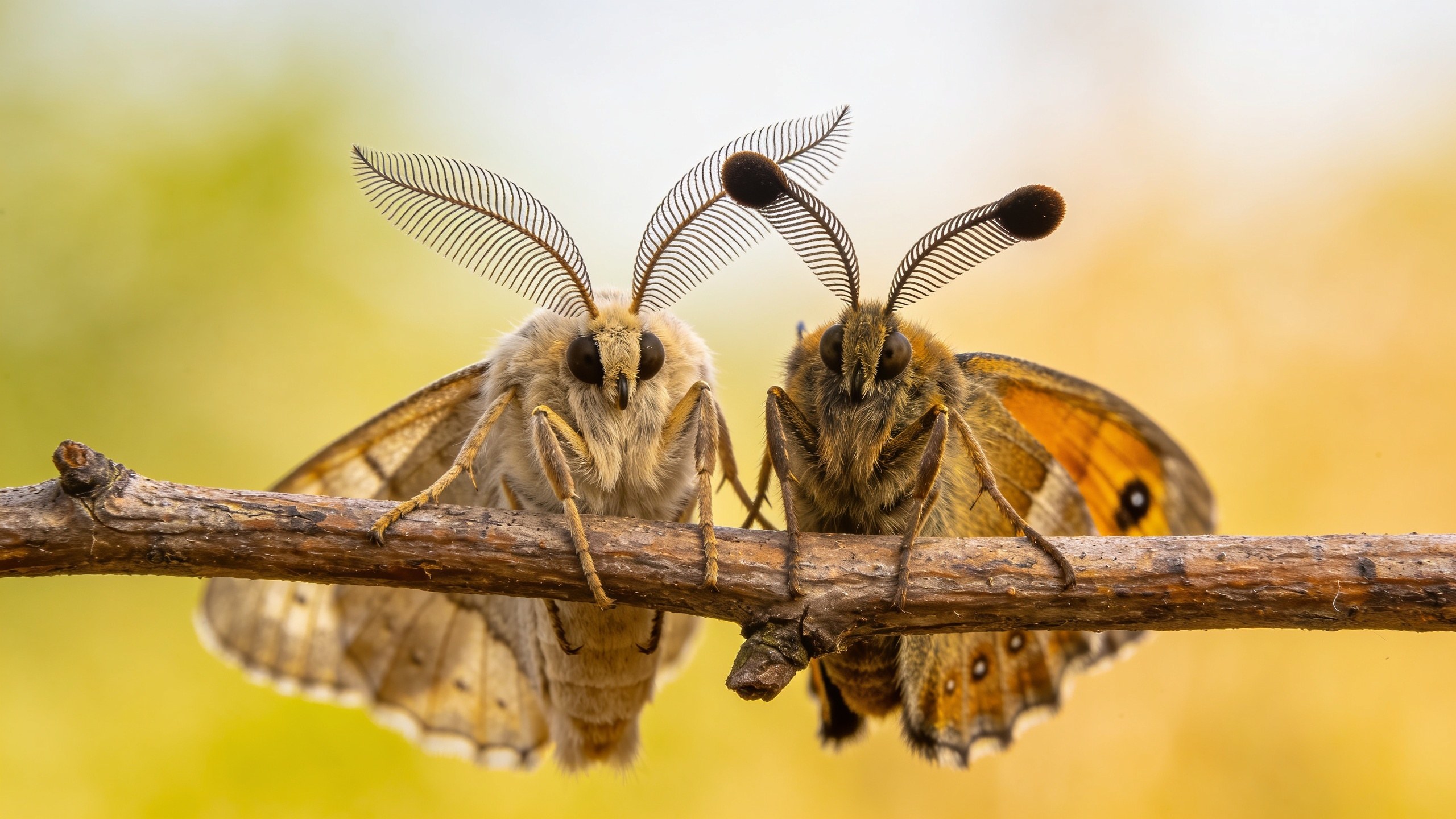 Two moths showing feathery antennae, close up