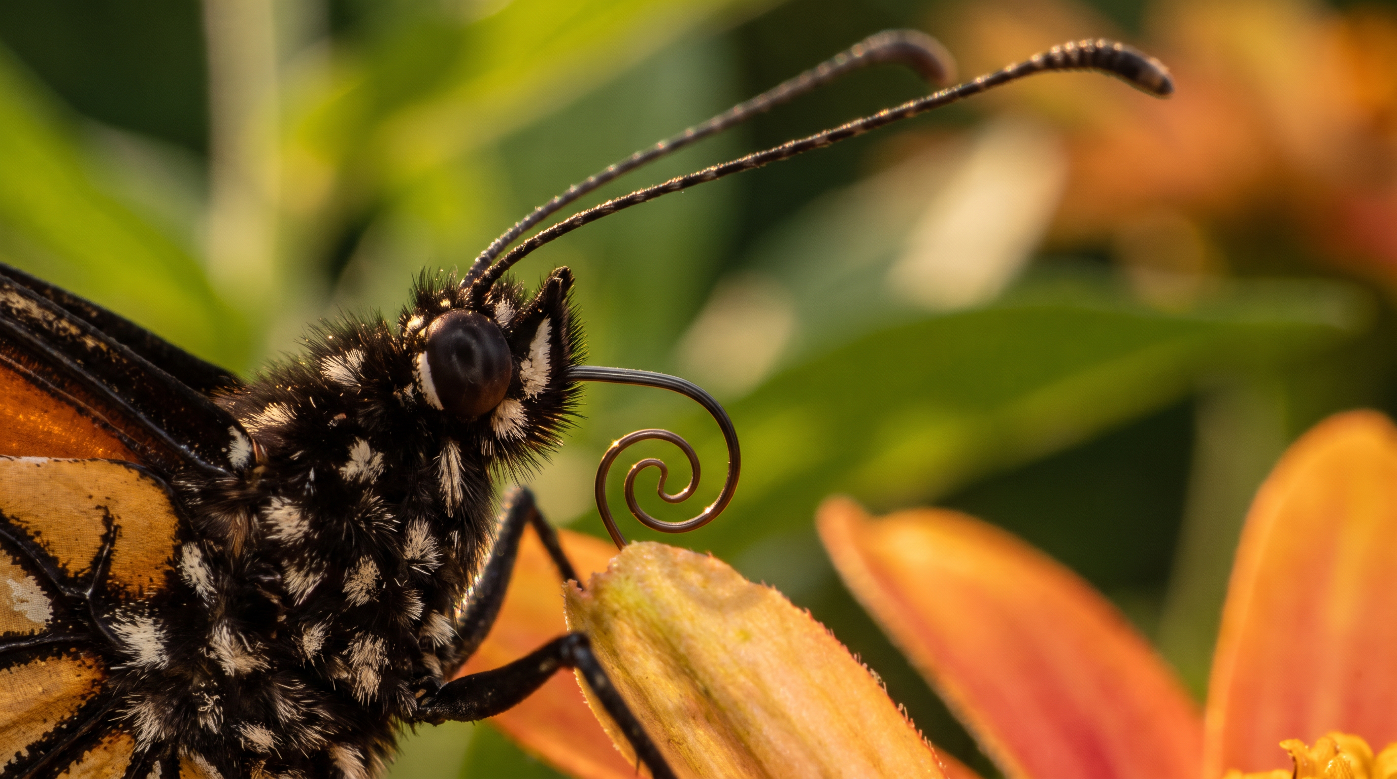 Extreme macro of a butterfly's coiled proboscis and antennae