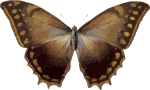 Moth