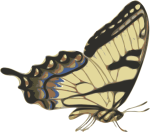 Butterfly Image