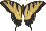 Butterfly Graphic