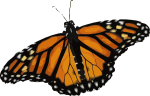 Butterfly Photo