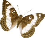 Butterfly Picture
