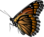 Monarch Butterfly