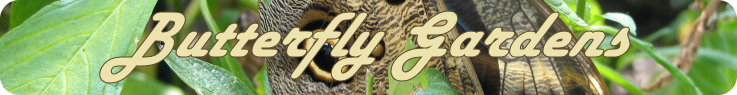 Butterfly Gardens