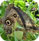 Butterfly Photos